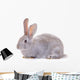 Rabbit Against White Background Wall Decal