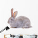 Rabbit Against White Background Wall Decal