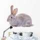 Rabbit Against White Background Wall Decal
