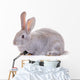 Rabbit Against White Background Wall Decal
