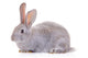 Rabbit Against White Background Wall Decal