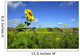 Lone sunflower Wall Mural