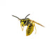 Wasp