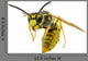 Wasp