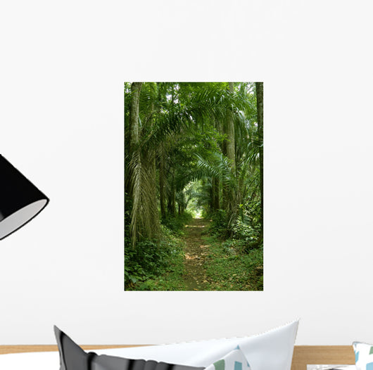 Walking Path Tropical Forest