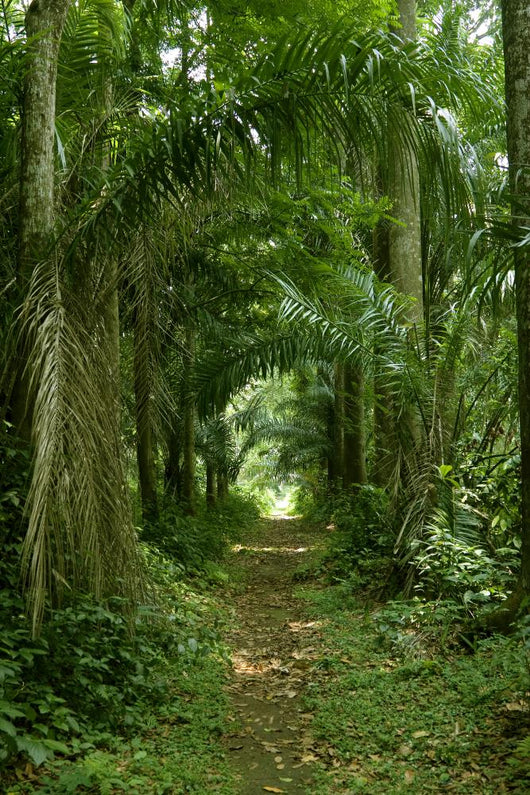 Walking Path Tropical Forest