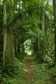 Walking Path Tropical Forest
