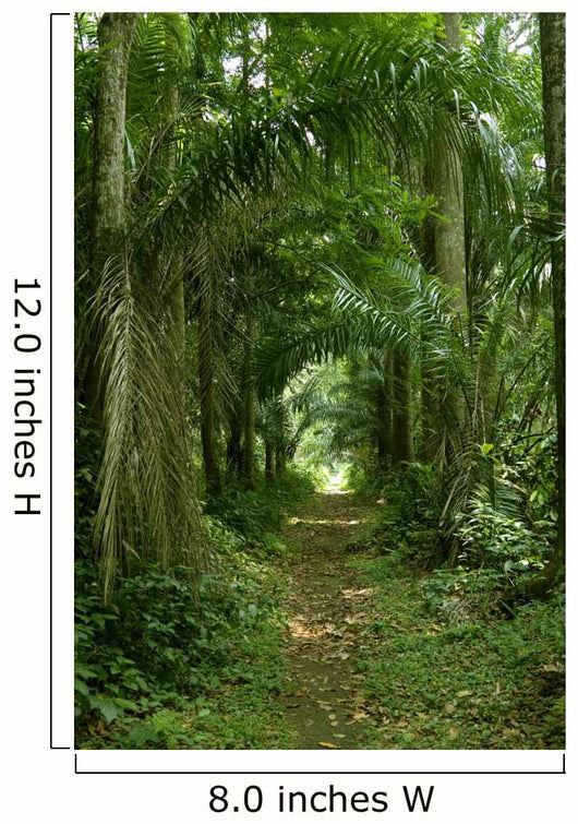 Walking Path Tropical Forest