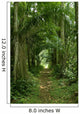 Walking Path Tropical Forest