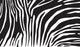 Zebra Skin Wall Decal