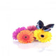 Springsummer Decoration with Gerberas