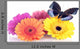 Springsummer Decoration with Gerberas