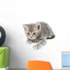 Gray Kitten Hunting Wall Decal