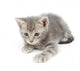 Gray Kitten Hunting Wall Decal