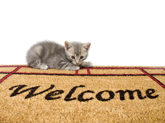 Kitten and welcome mat Wall Mural