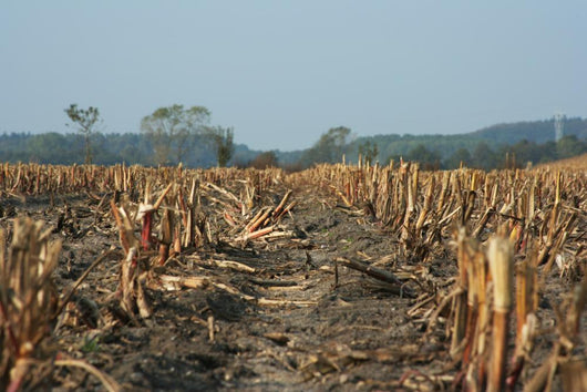 Agriculture Abgeerntetes Field Stubble