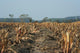 Agriculture Abgeerntetes Field Stubble