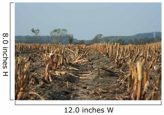 Agriculture Abgeerntetes Field Stubble