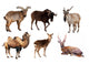 Mammal Horned Animals Wall Stickers