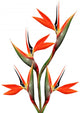 Beautiful Bird Paradise Bouquet