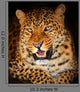 Leopard Wall Mural