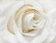 White Rose