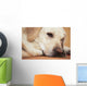 Labrador Retriever Is Laying