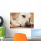 Labrador Retriever Is Laying