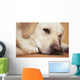Labrador Retriever Is Laying