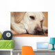 Labrador Retriever Is Laying