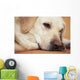 Labrador Retriever Is Laying