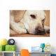 Labrador Retriever Is Laying