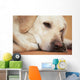 Labrador Retriever Is Laying
