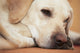 Labrador Retriever Is Laying