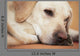 Labrador Retriever Is Laying