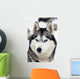 Husky Portrait