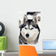 Husky Portrait