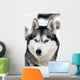 Husky Portrait