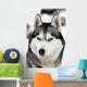 Husky Portrait