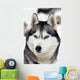 Husky Portrait