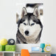 Husky Portrait