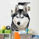 Husky Portrait