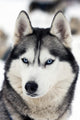 Husky Portrait
