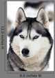 Husky Portrait