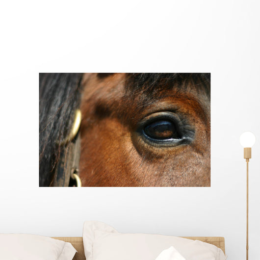 Mirror - Horse Eye Wall Mural