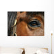 Mirror - Horse Eye Wall Mural