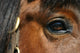 Mirror - Horse Eye Wall Mural
