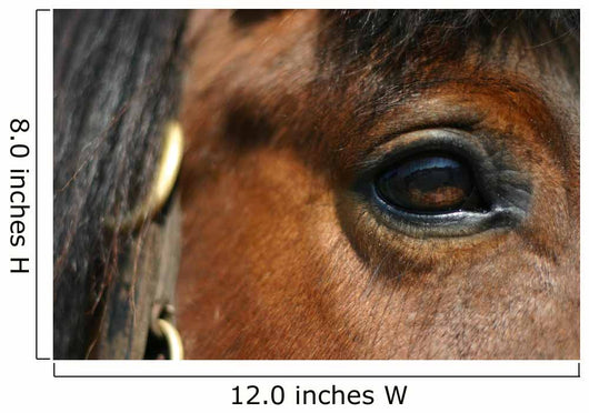Mirror - Horse Eye Wall Mural