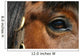 Mirror - Horse Eye Wall Mural