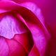 Macro Hot Pink Rose
